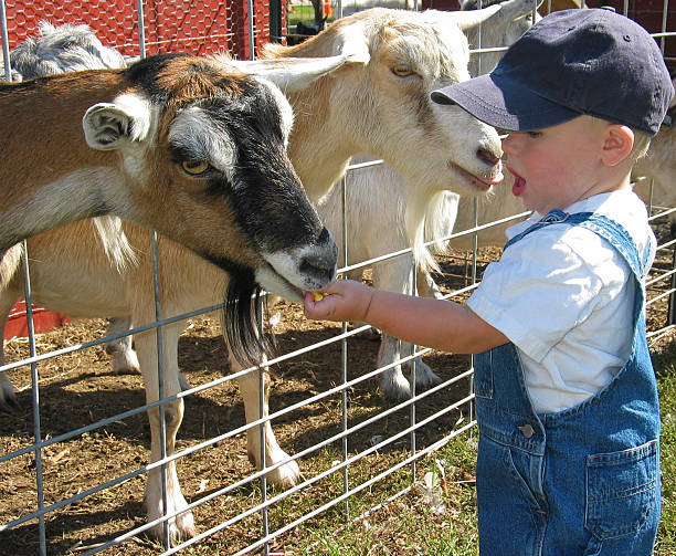 Young boy feeding goats at a petting zoo