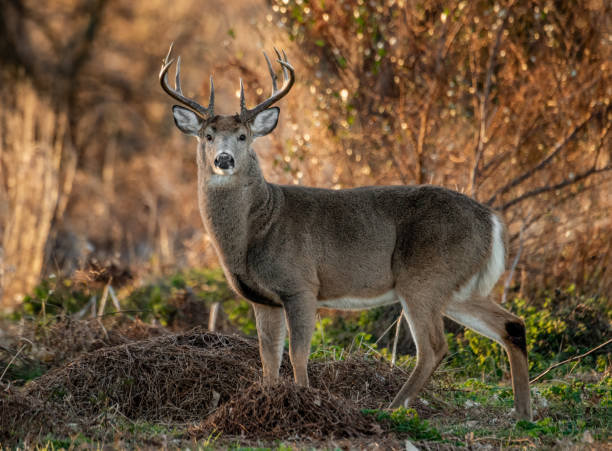 Buck at sunrise