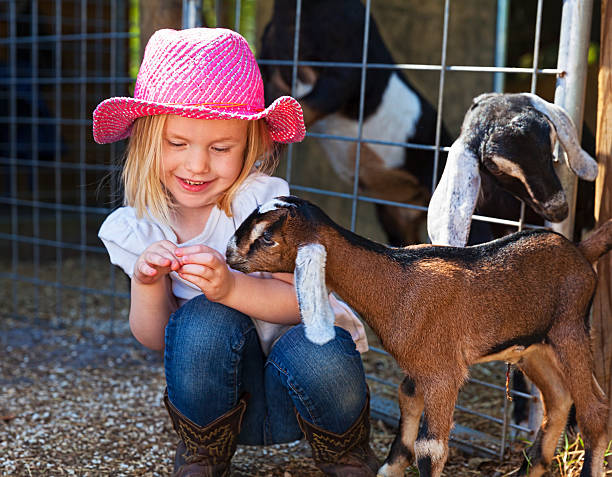 A little girl plays with a newborn nubian goat.