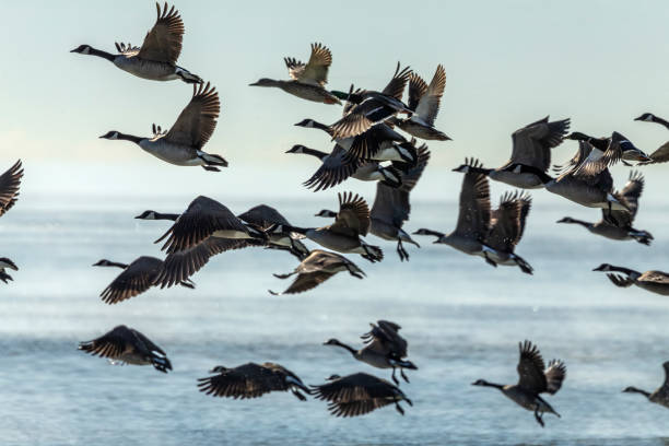 range of birds