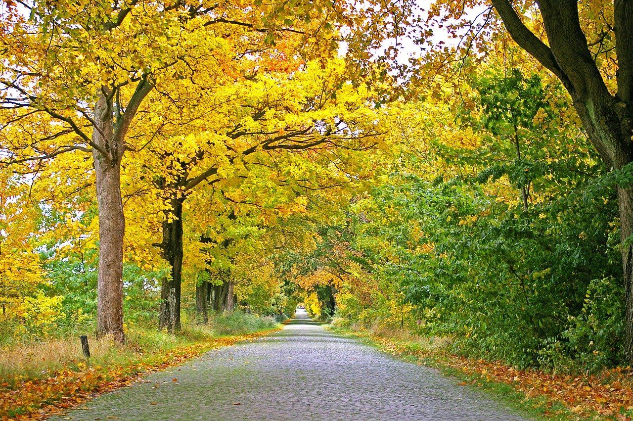 Things to Do in Cedar Springs, Michigan in the Fall